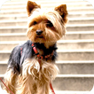 Yorkshire Terrier Background