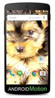 Yorkshire Terrier Background-poster
