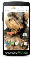 Yorkshire Terrier Background screenshot 1