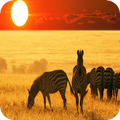 African Animals Background icon