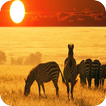 African Animals Background