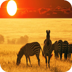 African Animals Background アイコン