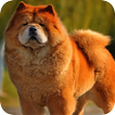 ”Chow Chow Background