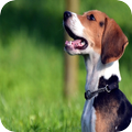 Beagle Background