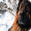 German Sheperd Background