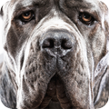 Cane Corso Background