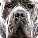 Cane Corso Background APK