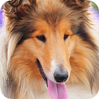 Collie Background icon