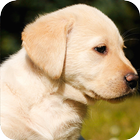 Labrador Fondo icono