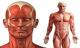 Anatomy Learning  3D Teach 스크린샷 2