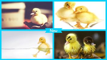 Duck Wallpaper ภาพหน้าจอ 3