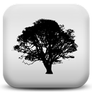 يبدو الغابات APK