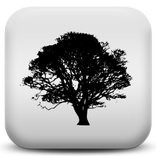 Forest Sounds to Relax