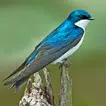 Swallow Bird Simulator