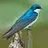 Swallow Bird Simulator APK