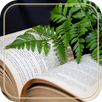 El Libro De La Vida APK