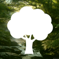 ”Sounds of the Forest