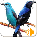 Master Cucak Biru APK