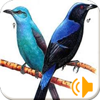 Master Cucak Biru simgesi