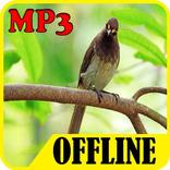 Masteran Suara Burung Wilis Untuk Harian dan Lomba