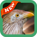 Cuckoo Wallpaper APK