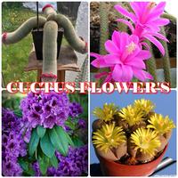 Cactus Flower syot layar 2