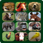 Animal Sounds icon