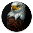 Desain Mentahan Custom Case Eagle APK