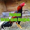 Panduan Ternak Ayam Bangkok Petarung APK