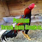 ikon Panduan Ternak Ayam Bangkok Petarung