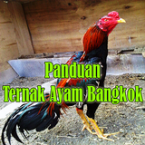 Panduan Ternak Ayam Bangkok Petarung icon