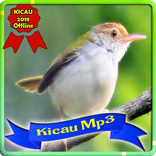 Mp3 Kicau Prenjak Pikat