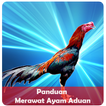 Perawatan Ayam Sabung Aduan