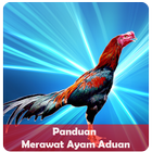 Perawatan Ayam Sabung Aduan ícone