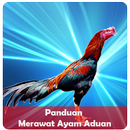 Perawatan Ayam Sabung Aduan APK