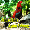 Jenis Ayam Sabung Terbaik