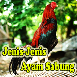 Jenis Ayam Sabung ícone