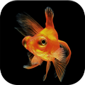 The Catch