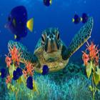 Coral Reef Aquarium Wallpaper icône