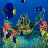 Coral Reef Aquarium Wallpaper 图标