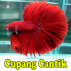 Cupang Hias Cantik icône