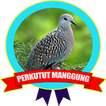 Suara Burung Perkutut Terapi