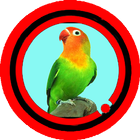 Suara Burung Lovebird Joss icon