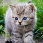 cute cat live wallpaper آئیکن