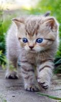 cute cat live wallpaper پوسٹر