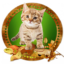 Cute Cate Live Wallpaper-APK