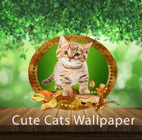 Cute Cate Live Wallpaper پوسٹر