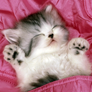 cute cat wallpapers APK