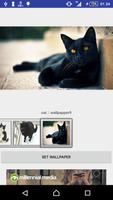 CuteCat Wallpapper постер