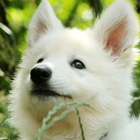 cute baby dog wallpaper آئیکن